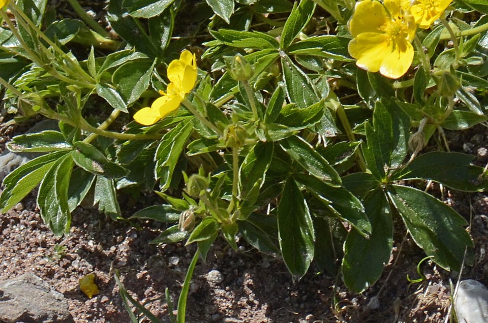 Potentilla aurea / Cinquefoglia fior d''oro